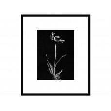 авторская арт-фотография dead tulip #2 (george rouchin photography) черный 40x45 см.