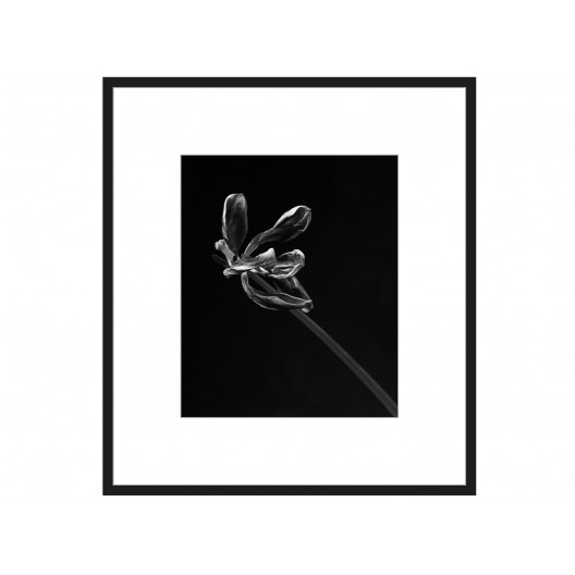 Авторская арт-фотография dead tulip #3 (george rouchin photography) черный 55x62 см.