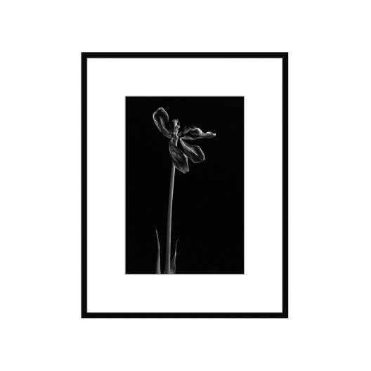 Авторская арт-фотография dead tulip #4 (george rouchin photography) черный 55x70 см.