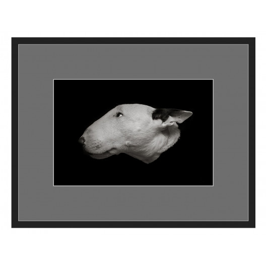 Авторская арт-фотография bull terrier #1 (george rouchin photography) черный 77x60 см.