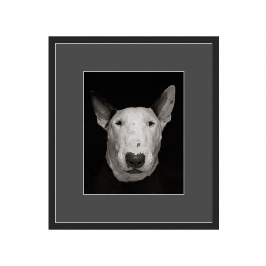 Авторская арт-фотография bull terrier #4 (george rouchin photography) черный 50x56 см.