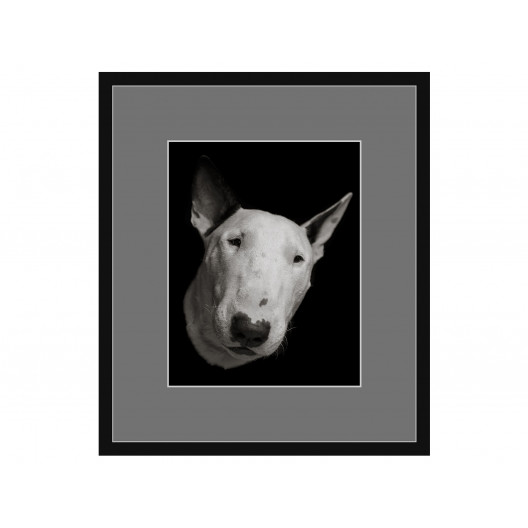 Авторская арт-фотография bull terrier #7 (george rouchin photography) черный 70x82 см.
